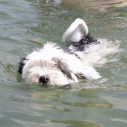 Bhoomi im Wasser